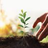 Plant Trees, Protect the Planet