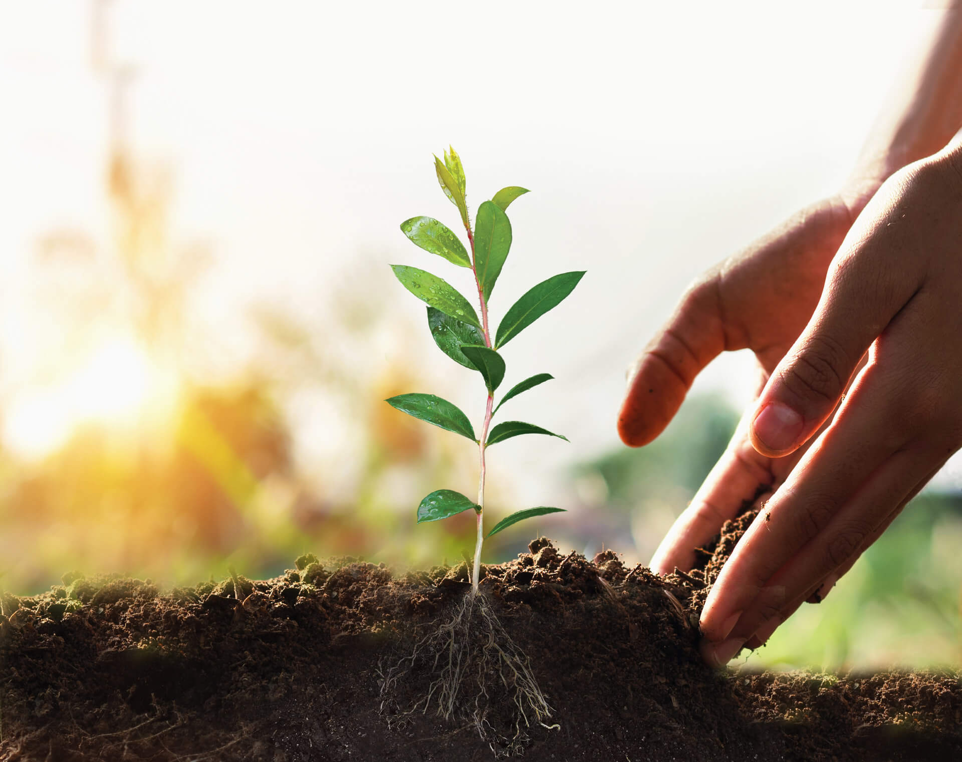 Plant Trees, Protect the Planet